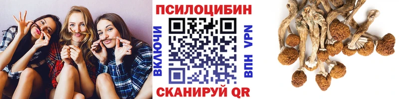 hydra как войти  Курчалой  Галлюциногенные грибы Psilocybine cubensis 